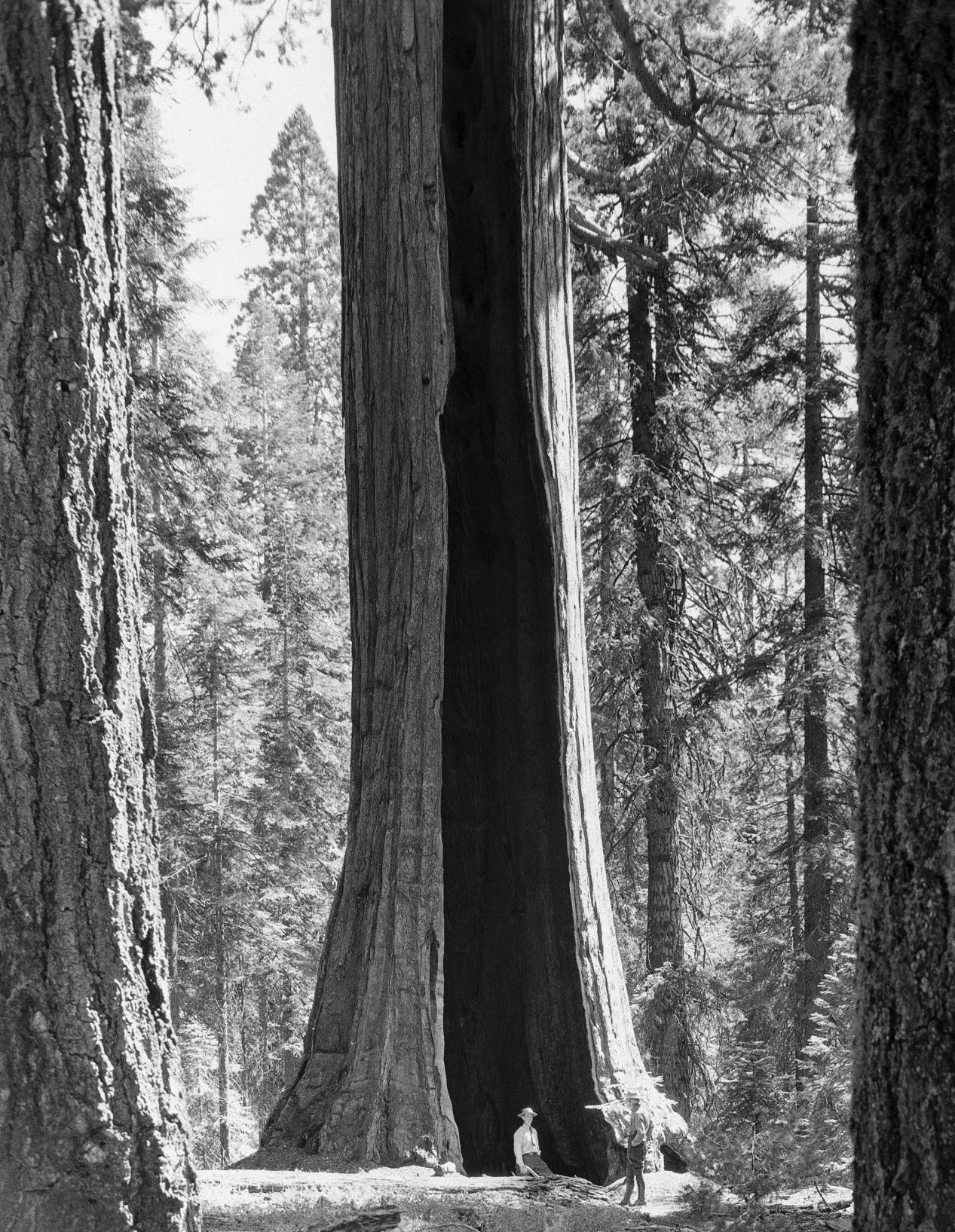 1948: National Parks Sequoia